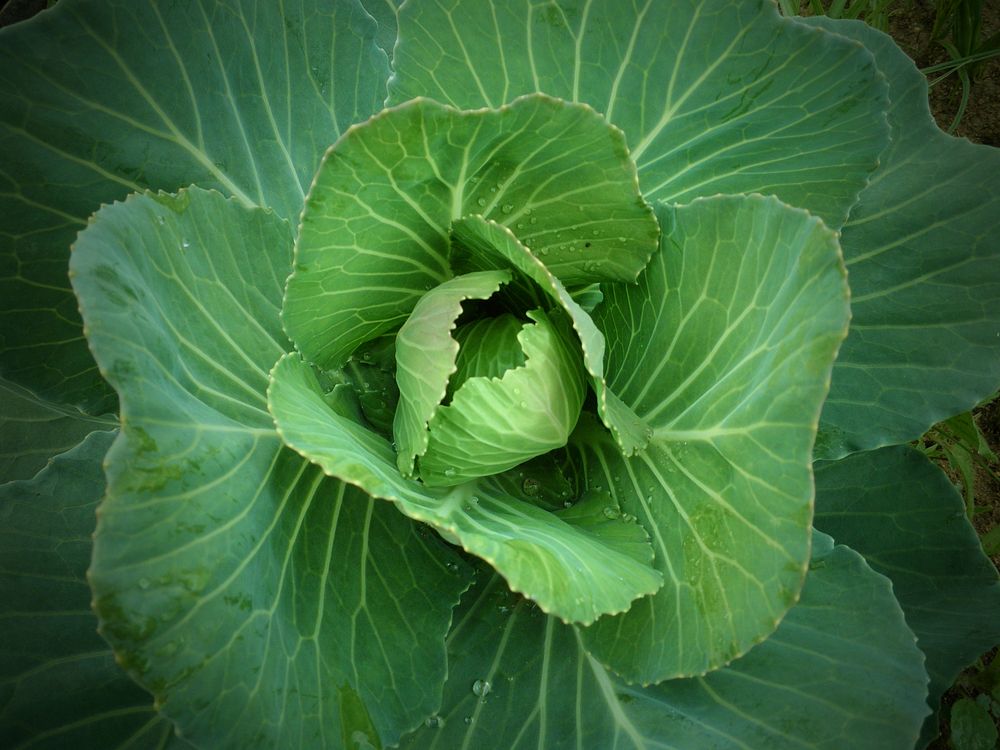 Cabbage, agricultural produce. Free public domain CC0 photo