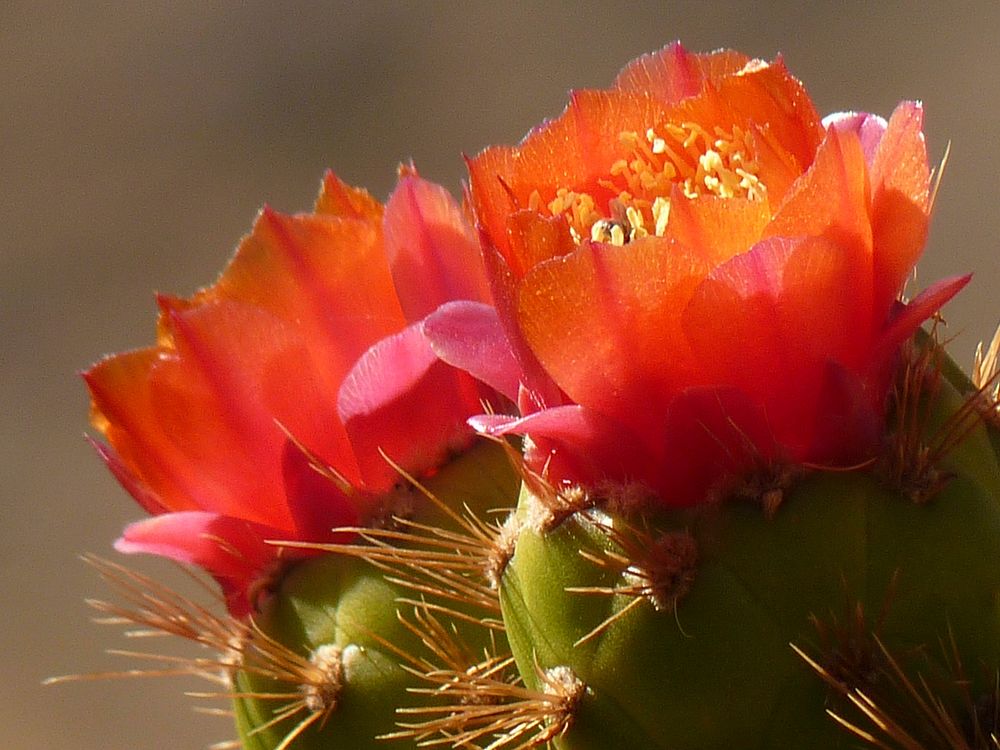 Cactus flower background. Free public domain CC0 photo.