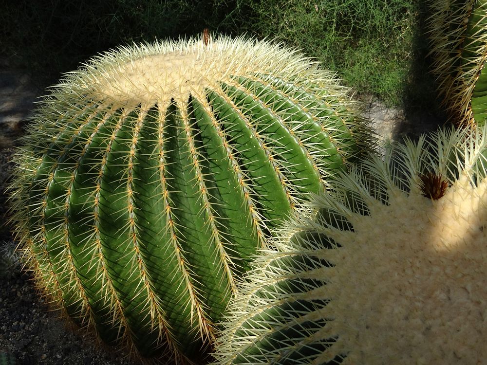 Golden barrel cactus background. Free public domain CC0 photo.