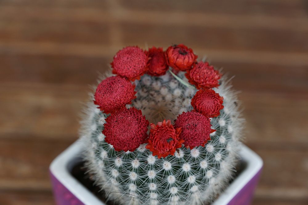 Cactus flower background. Free public domain CC0 image.
