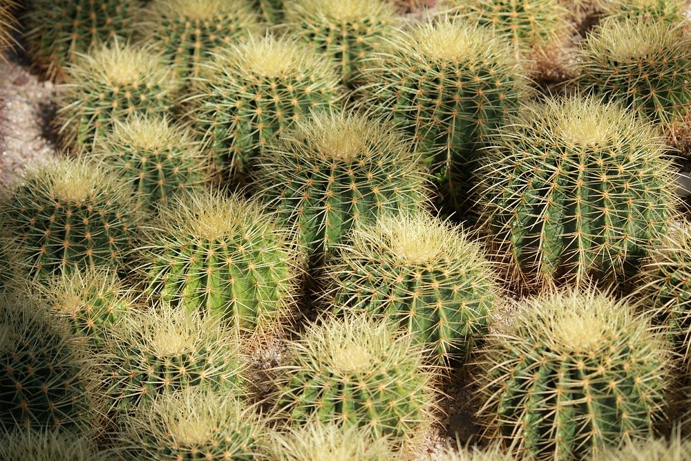 Golden barrel cactus background. Free | Free Photo - rawpixel