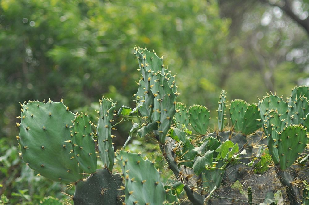 Prickly pear cactus background. Free public domain CC0 photo.