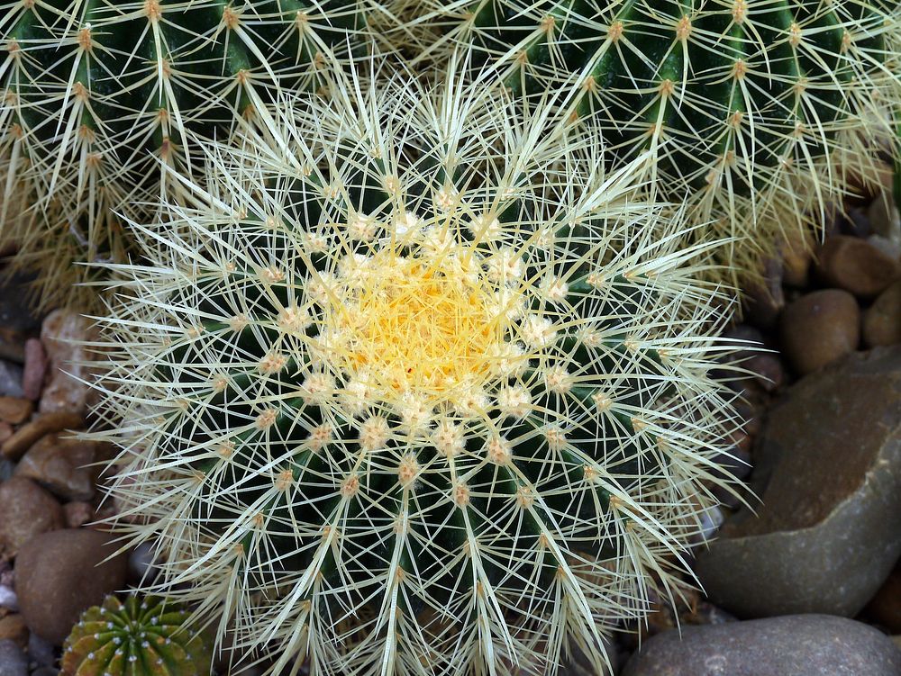 Golden barrel cactus background. Free public domain CC0 image.