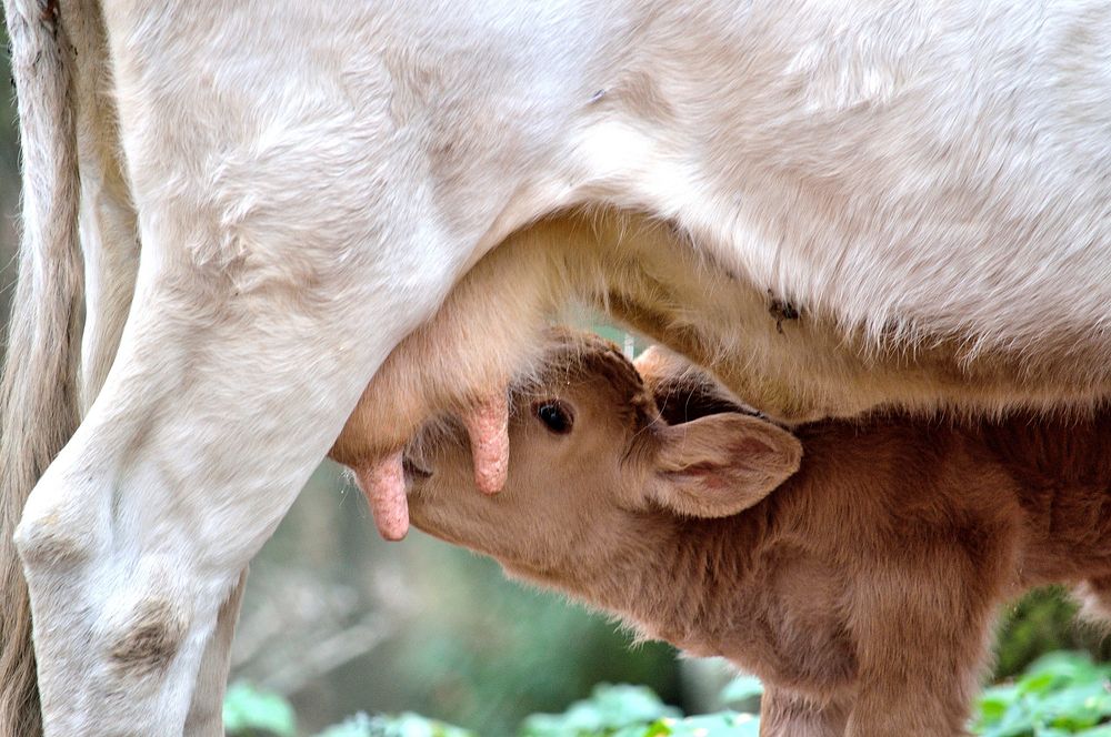 Mother cow nad baby calf. Free public domain CC0 photo.
