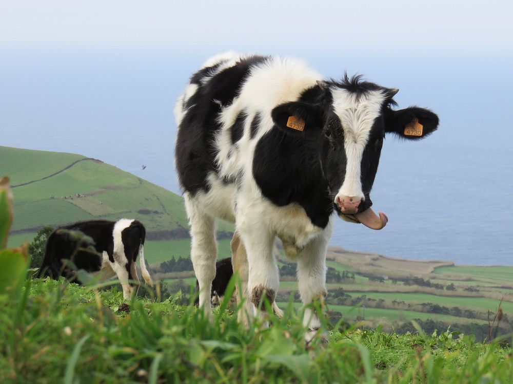 Holstein Friesian cattle, dairy livestock animal. Free public domain CC0 photo.