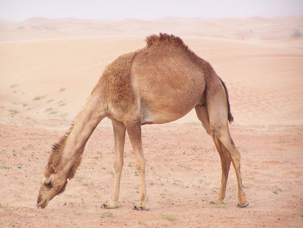 Camel standing alone on sand. Free public domain CC0 image.
