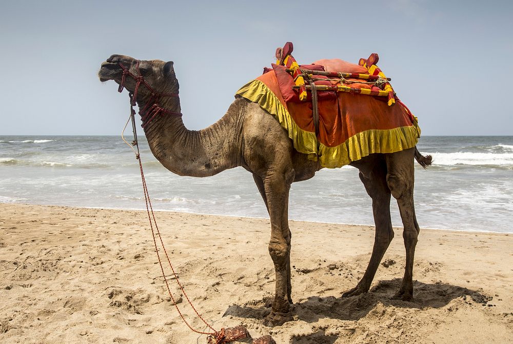 Camel in the beach alone. Free public domain CC0 photo.