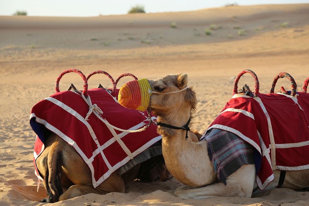 Camels rest on desert. Free public domain CC0 photo.
