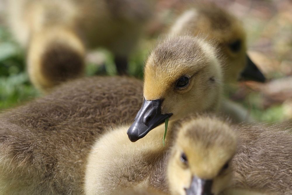 Ducklings close up. Free public domain CC0 photo.