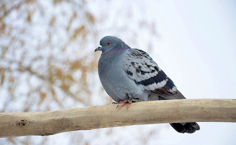 Pigeon bird, animal photo. Free public domain CC0 image.