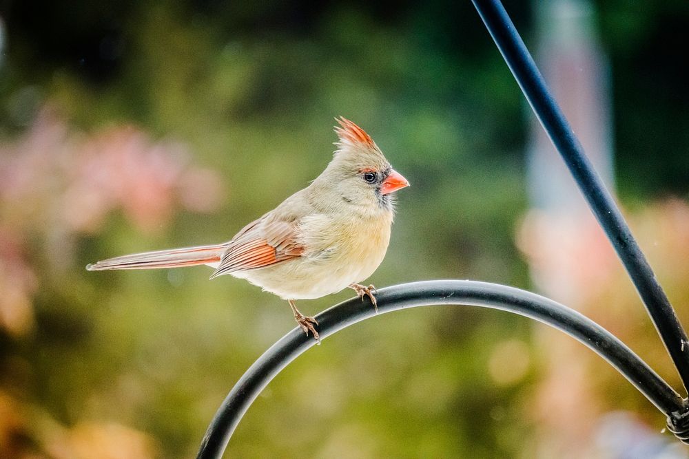 Northern cardinal, bird photography. Free public domain CC0 image.