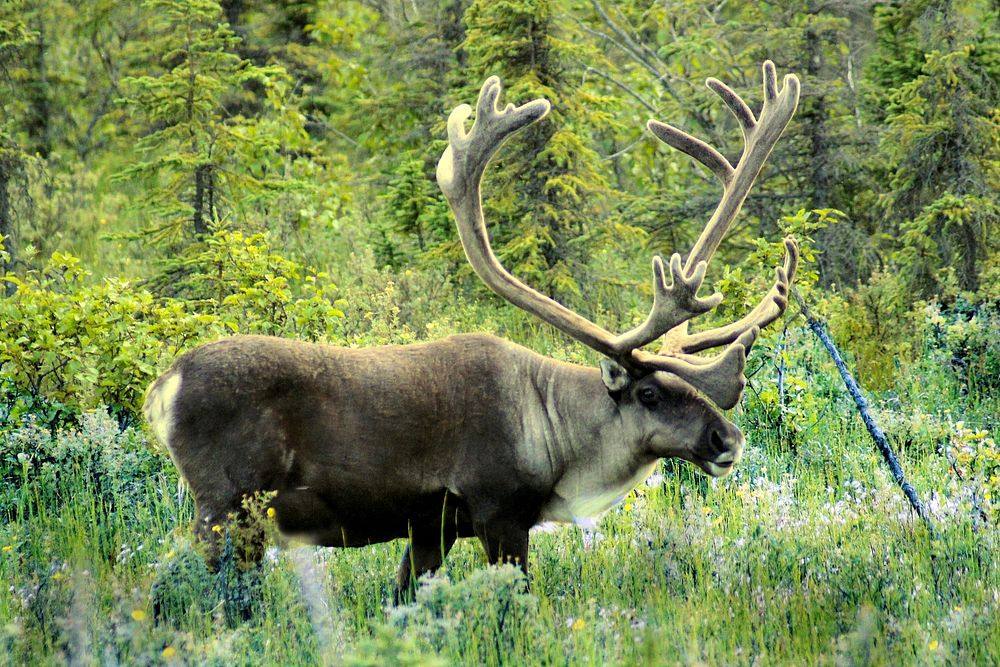 Moose feeding on grass. Free public domain CC0 photo.