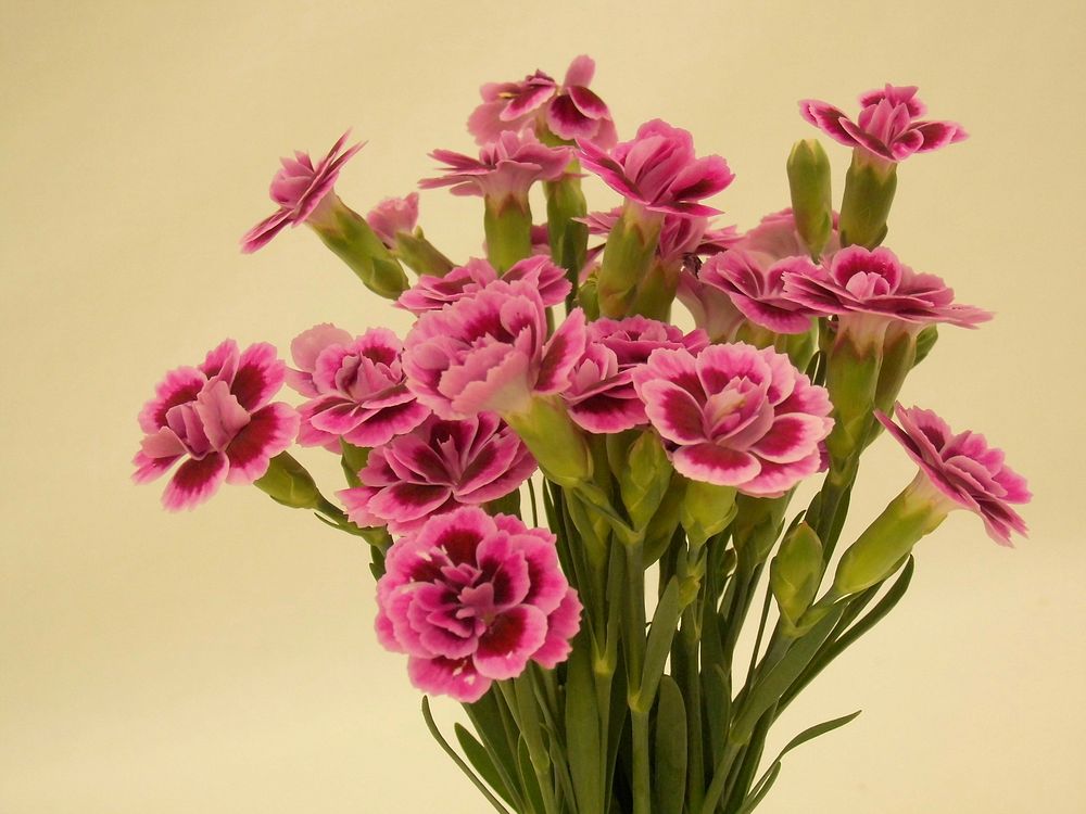 Pink carnation background. Free public domain CC0 photo.