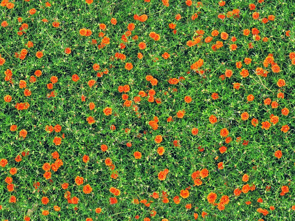 Orange moss rose. Free public domain CC0 image.