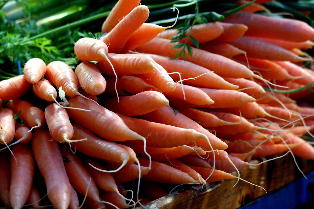 Fresh carrots, organic vegetable. Free public domain CC0 image