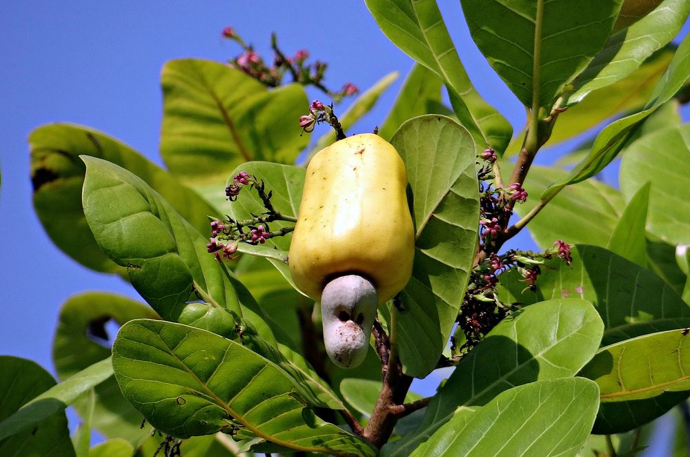 Closeup on cashew plant fruit. Free public domain CC0 image.