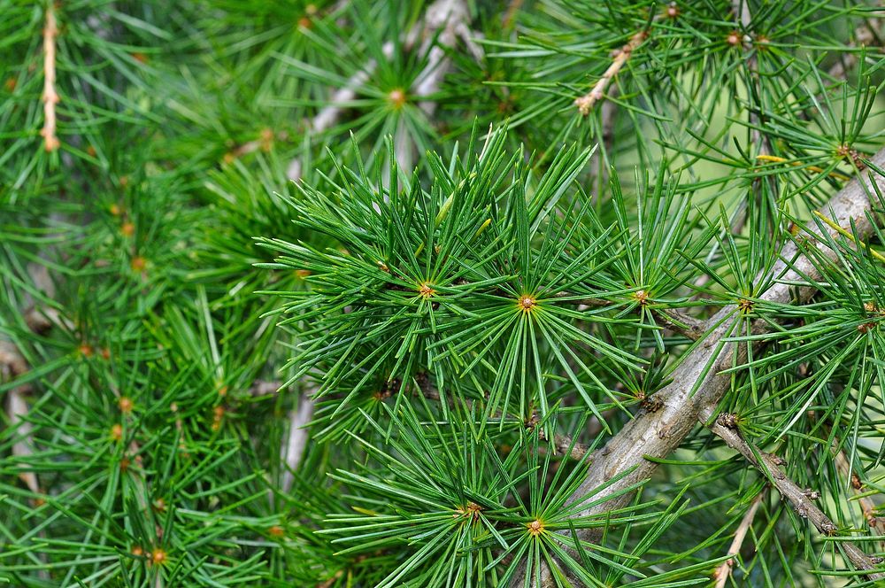 Pine branch, aesthetic nature background. Free public domain CC0 photo.