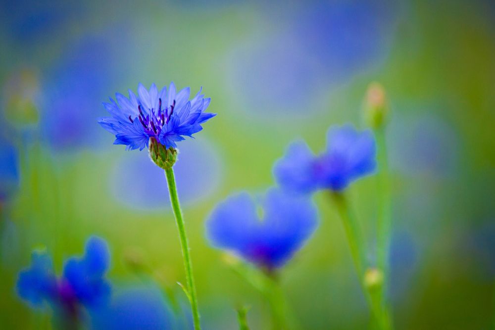 Blue cornflower background. Free public domain CC0 image.
