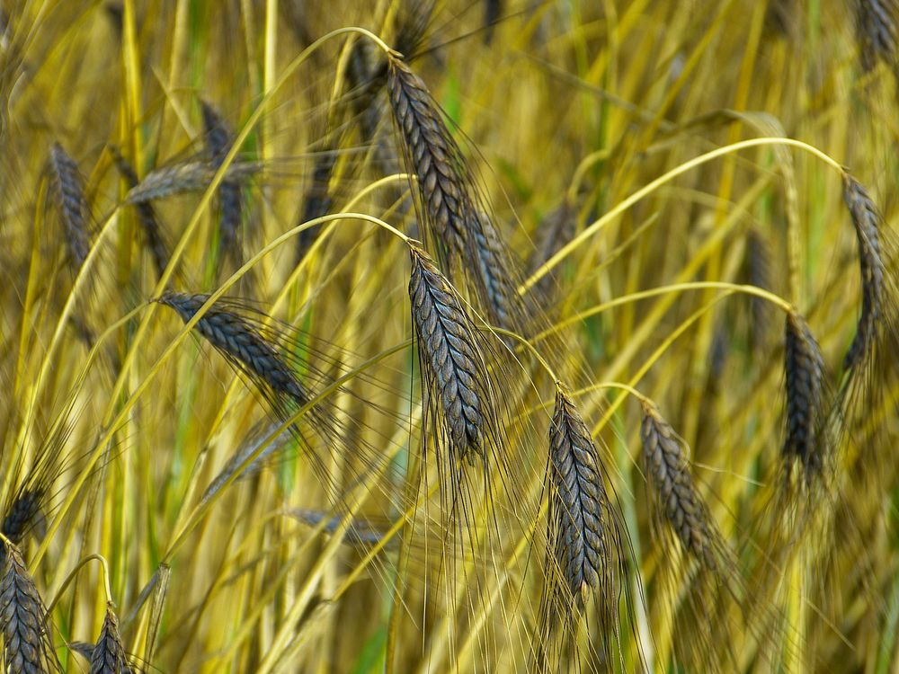 Wheat field, agricultural crop. Free public domain CC0 photo.