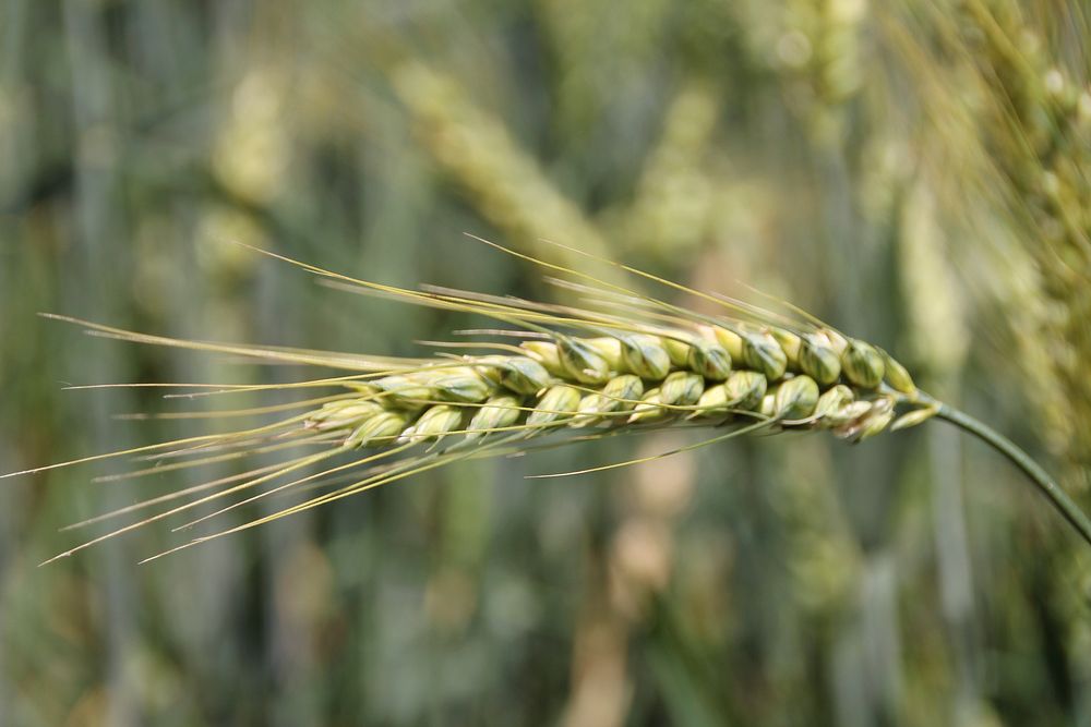 Barley field, agricultural farm. Free public domain CC0 photo.