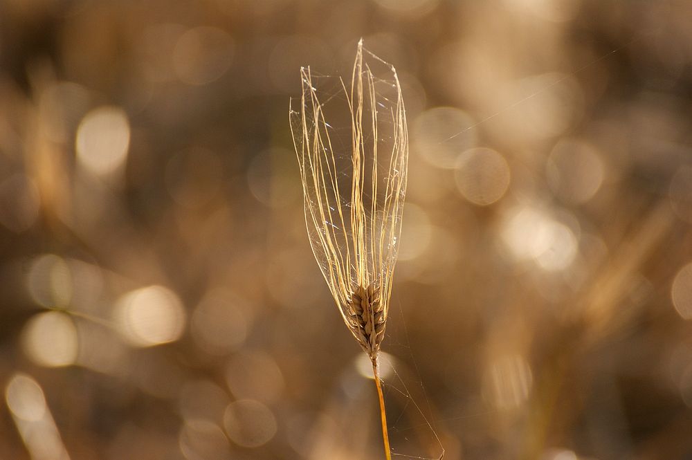 Agricultural wheat field. Free public domain CC0 photo.