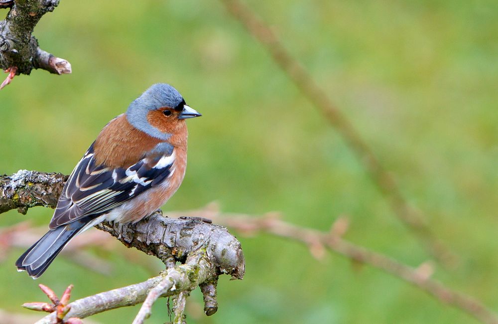 Common chafinch, bird photography. Free public domain CC0 image.