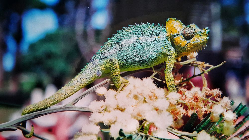 Iguana lizard. Free public domain CC0 image.