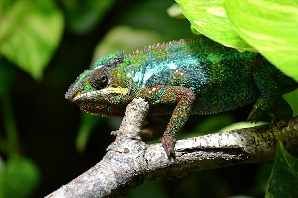 Iguana lizard. Free public domain CC0 image.