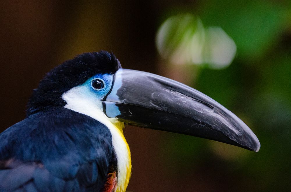 Toucan bird, animal photography. Free public domain CC0 image.