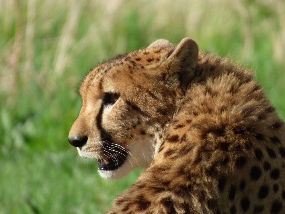 Cheetah's face closeup. Free public domain CC0 photo.