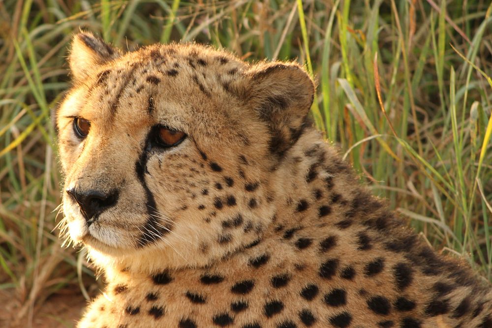 Cheetah's face closeup. Free public domain CC0 photo.