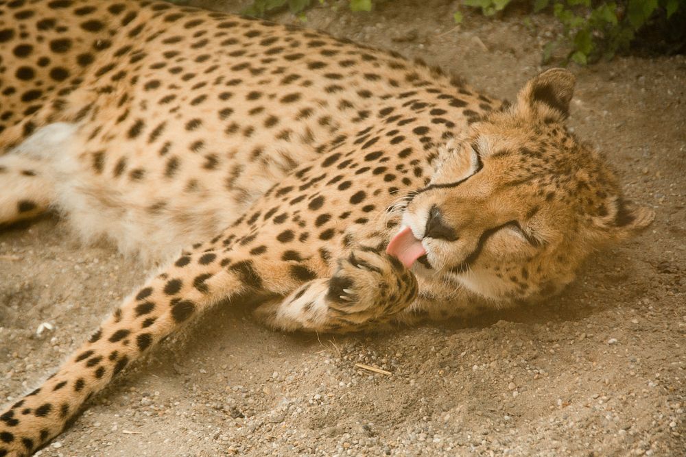 Cheetah grooming itself. Free public domain CC0 photo.