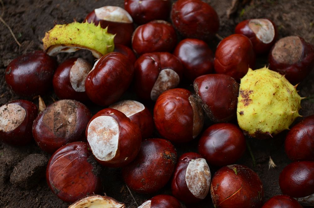 Closeup on pile of chestnuts in shell.Free public domain CC0 image. 