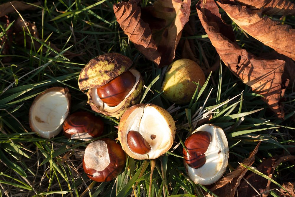 Closeup on chestnut in shell on grass. Free public domain CC0 photo.