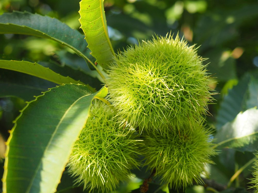 Chestnuts shell growing tree. Free | Free Photo - rawpixel