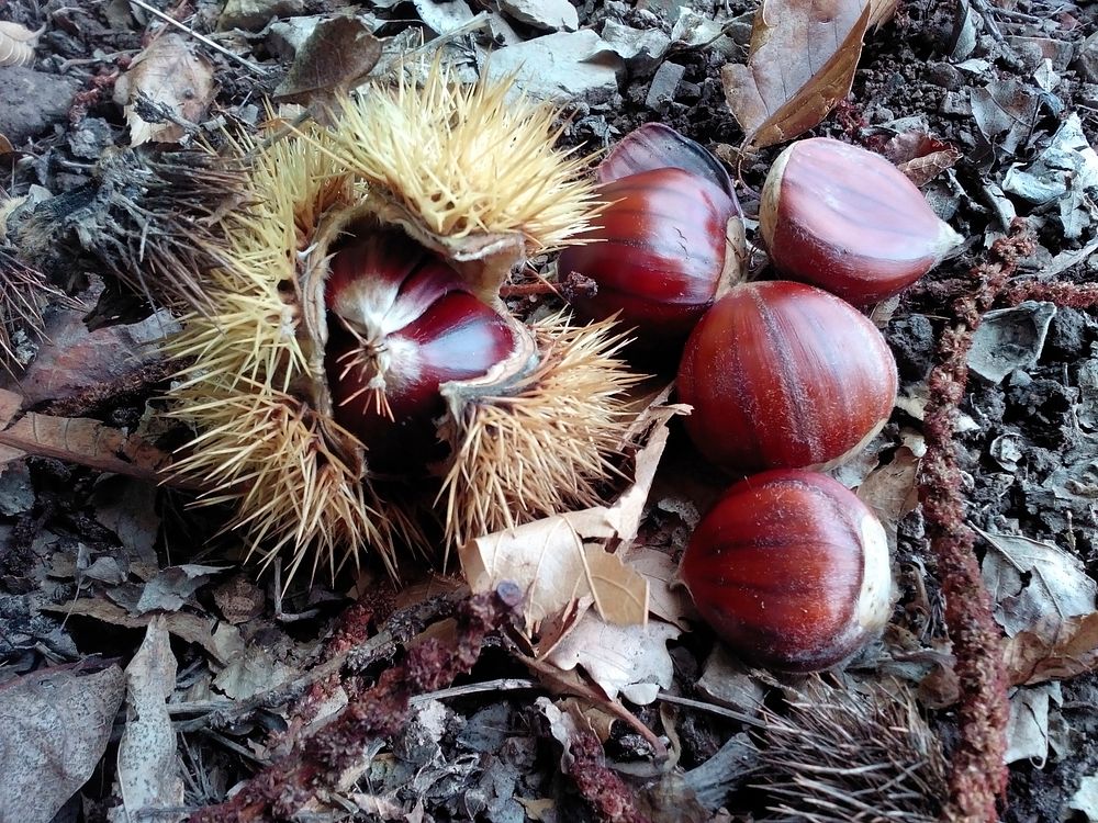 Fresh chestnuts. Free public domain CC0 photo.