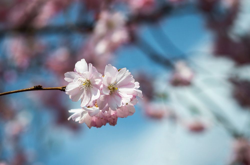 Pink cherry blossom. Free public domain CC0 photo.