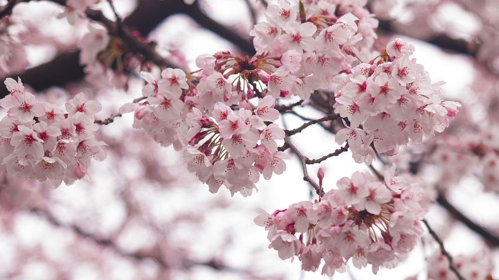 Pink cherry blossom. Free public domain CC0 image.