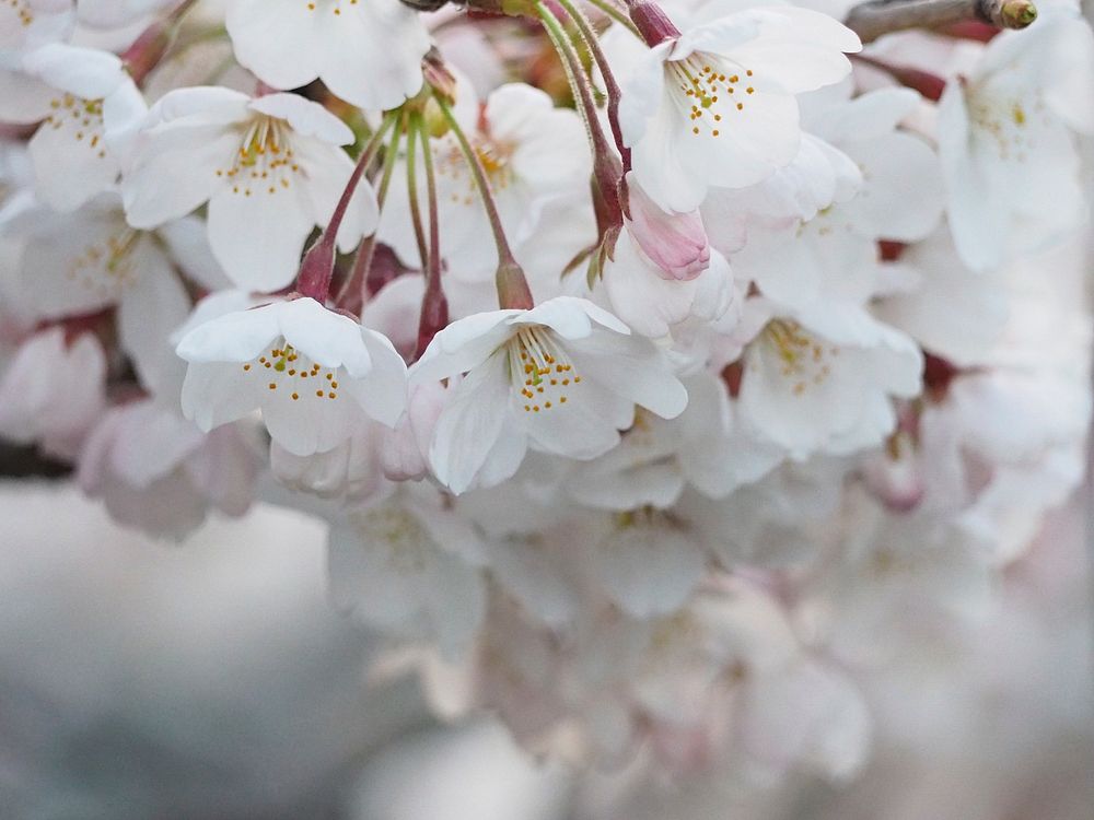 White cherry blossom. Free public domain CC0 photo.