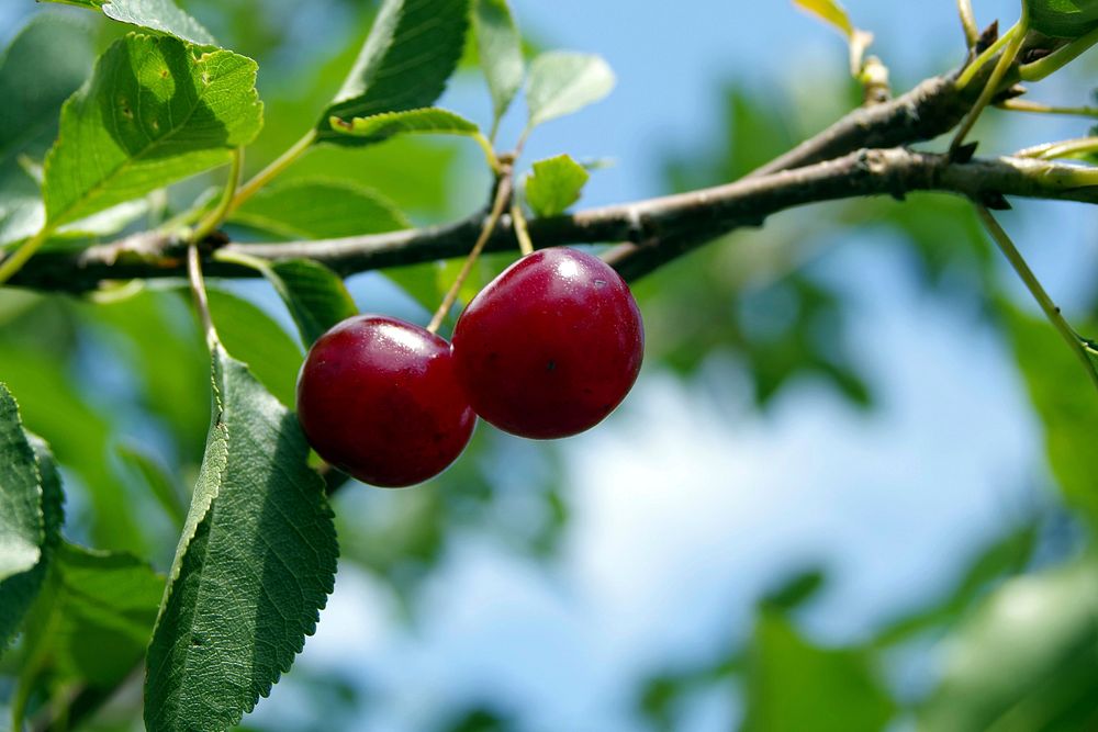 Cherries growing on tree. Free public domain CC0 image. 