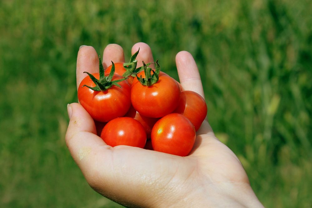 Closeup on hand holding cherry tomatoes. Free public domain CC0 image.