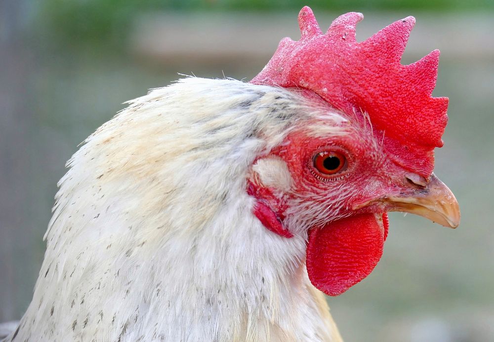 Hen, poultry industry. Free public domain CC0 photo.