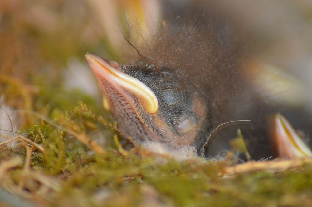 Hatched baby bird close up. Free public domain CC0 photo.
