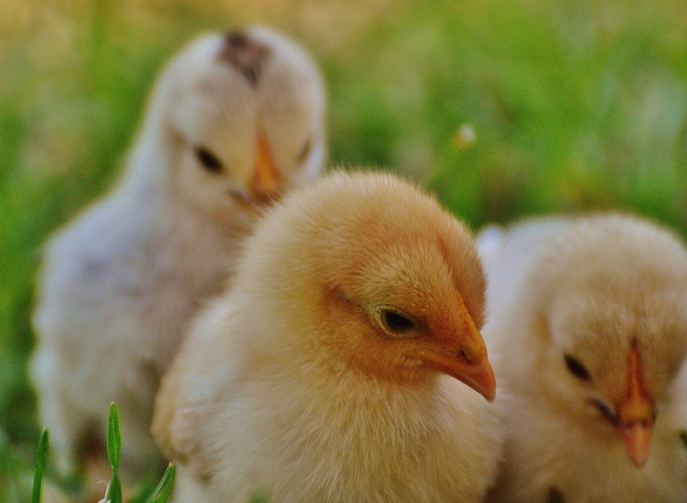 Little baby chicks. Free public domain CC0 photo.