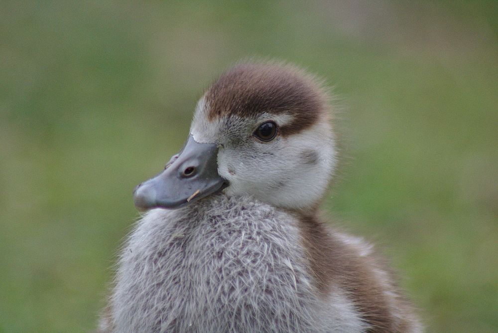 Young Egyptian gosling close up. Free public domain CC0 image.