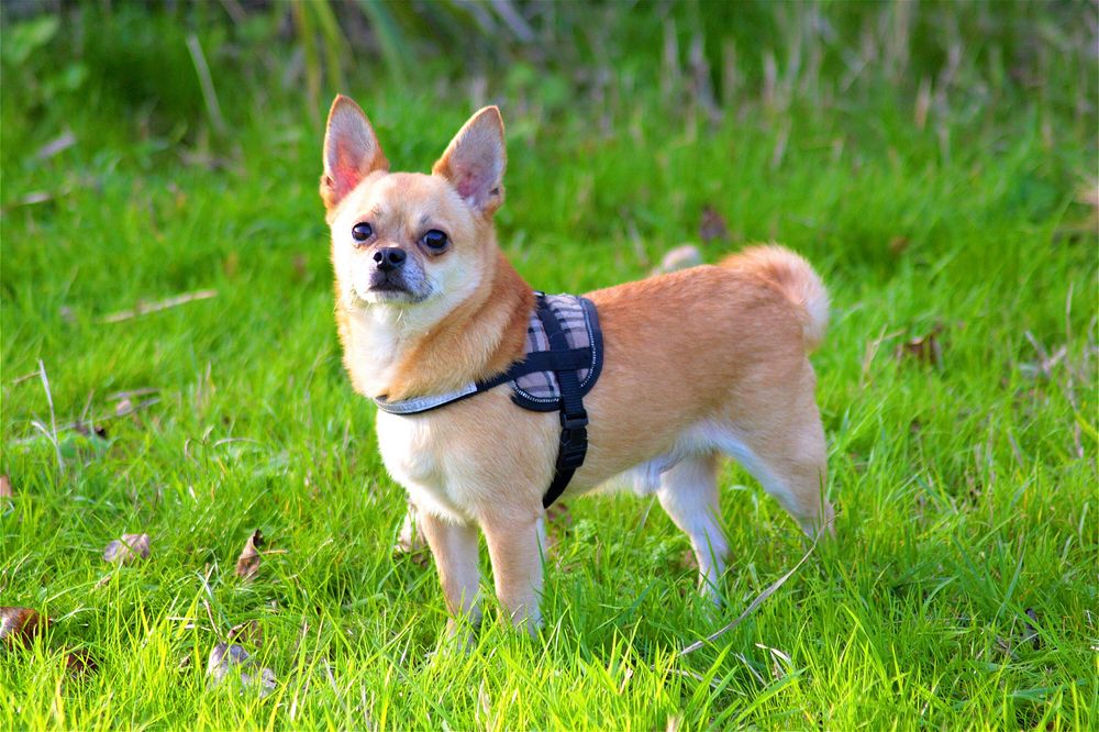 Dog with strap standing on grass field. Free public domain CC0 photo.