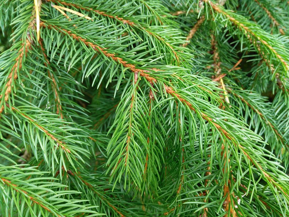 Closeup on pine tree branch. Free public domain CC0 photo.
