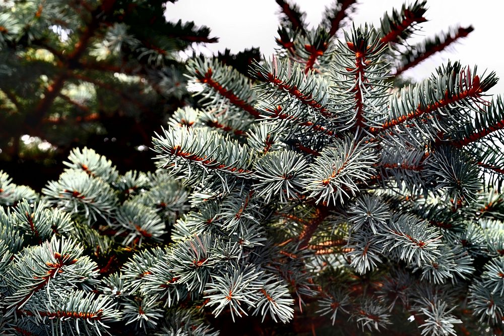 Closeup on pine tree branches. Free public domain CC0 image.