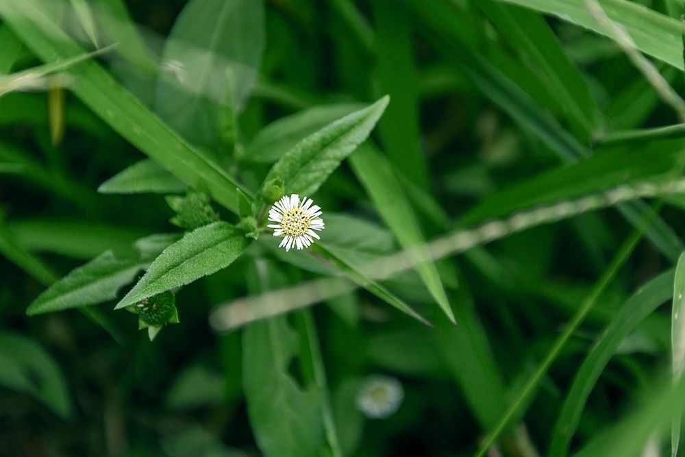 False daisy background. Free public domain CC0 photo.