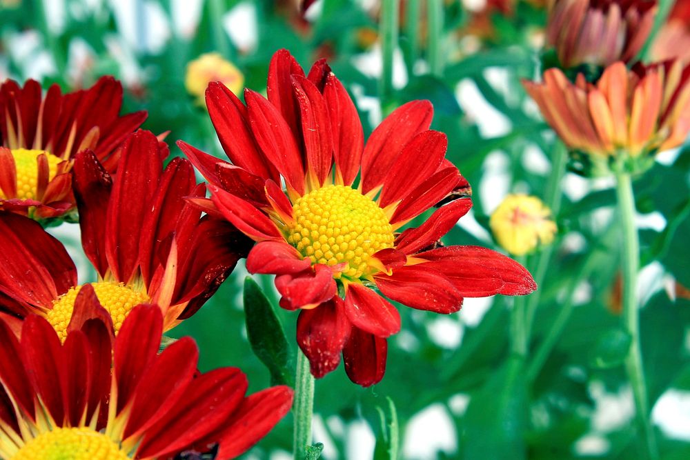 Red daisy background. Free public domain CC0 photo.